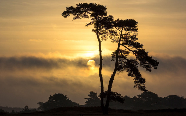 Tree sun fog foreground urban free wallpaper - medium preview image