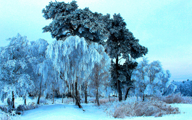 Snowy landscape ice covered trees free wallpaper - medium preview image