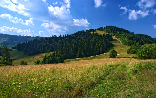 Grassy hill trail trees sky free wallpaper - medium preview image