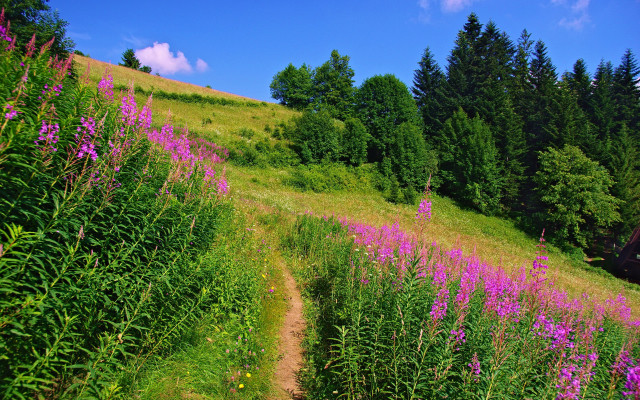 Mountain field wildflowers trail sunny free wallpaper - medium preview image