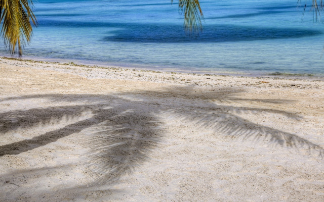 Palm shadow beach blue ocean free wallpaper - medium preview image