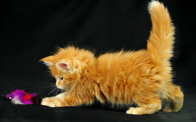 Orange kitten playing toy black free wallpaper - medium preview image