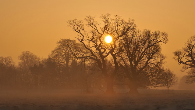 Foggy field trees sun yellow free wallpaper - medium preview image
