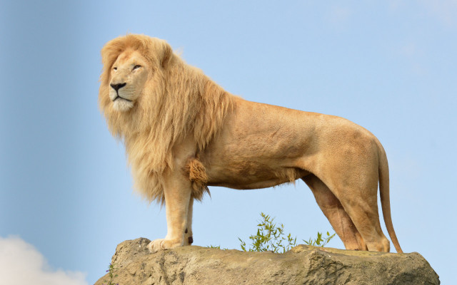 Lion rock blue sky clouds free wallpaper - medium preview image