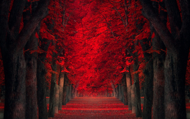Red forest path autumn leaves free wallpaper - medium preview image