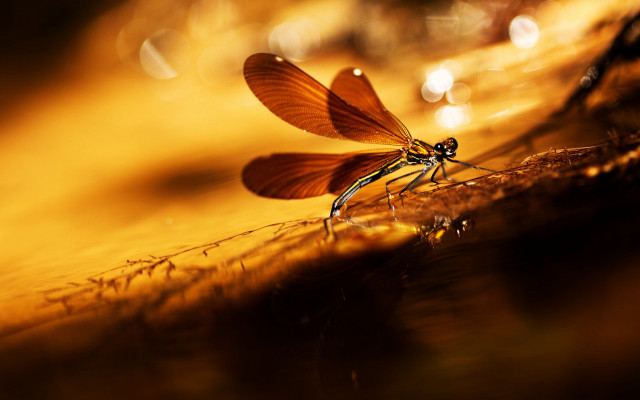 Dragonfly sunset reflection macro bokeh free wallpaper - medium preview image