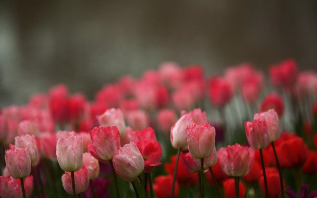 Pink red flower field bokeh free wallpaper - medium preview image