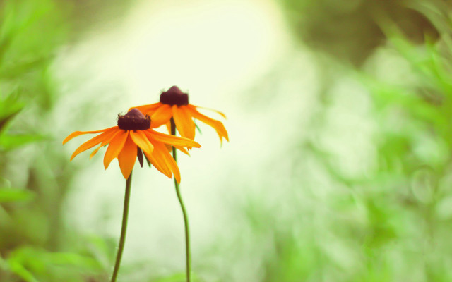 Orange flowers green leaves bokeh free wallpaper - medium preview image