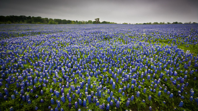 Blue flower field tree dark free wallpaper - medium preview image