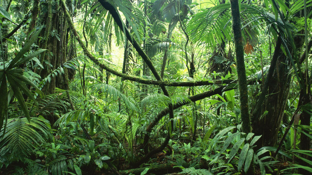 Lush green forest bench sunny free wallpaper - medium preview image