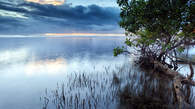 Ocean tree plant sky clouds free wallpaper - medium preview image
