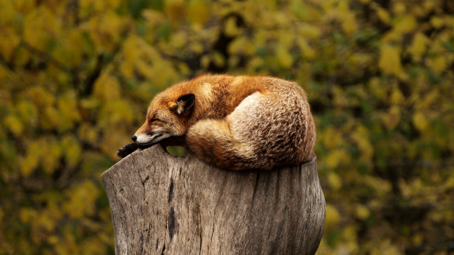 Fox sleeping wooden post forest free wallpaper - medium preview image