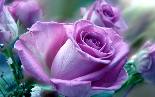 Pink roses green stems buds #2 free wallpaper - medium preview image