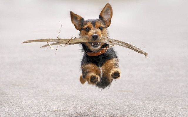 Small dog carrying stick running free wallpaper - medium preview image