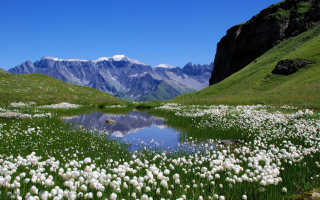 Flower field lake mountains blue free wallpaper - medium preview image