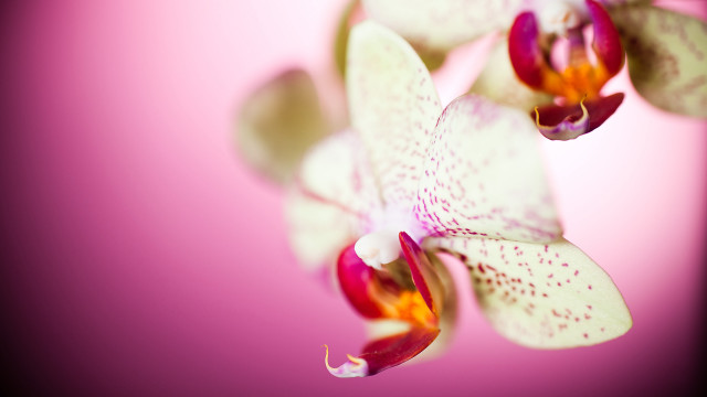 Flower pink background white red free wallpaper - medium preview image