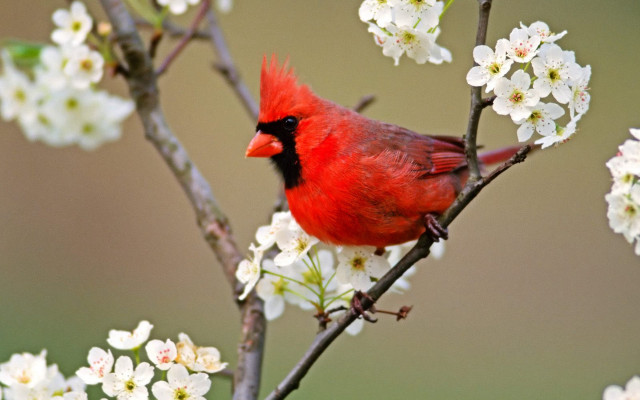 Red bird branch white flowers #2 free wallpaper - medium preview image
