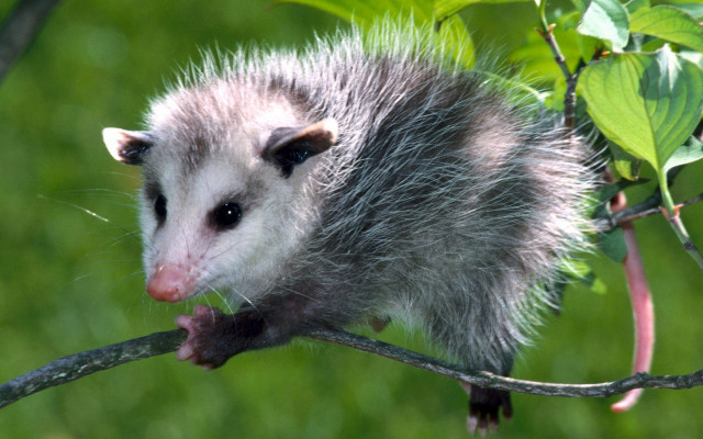 Small animal branch leaves blurry free wallpaper - medium preview image