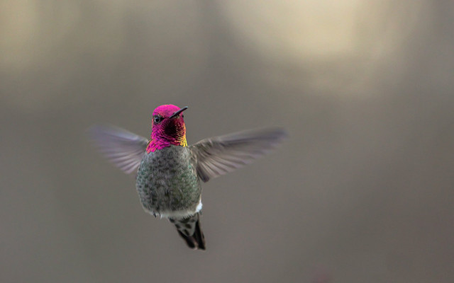 Hummingbird glowing pink beak holography free wallpaper - medium preview image