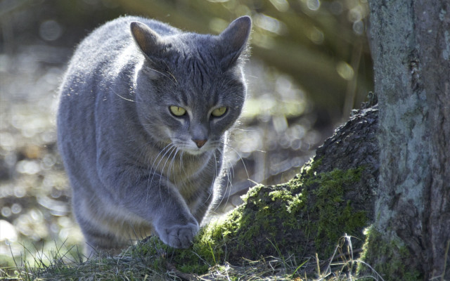 Mossy cat trunk forest nature free wallpaper - medium preview image