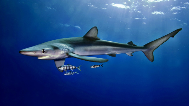 Shark fish ocean sunbeam blue free wallpaper - medium preview image