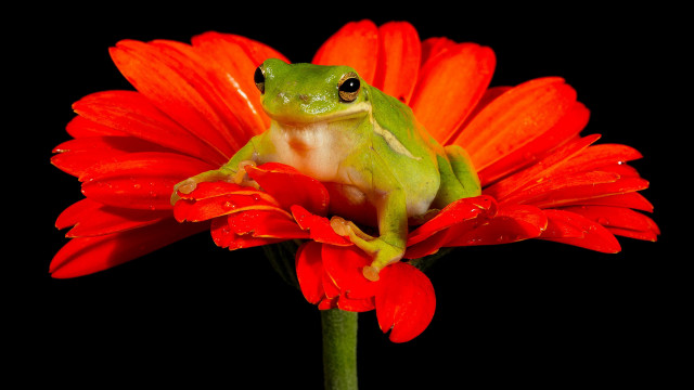 Frog red flower macro black free wallpaper - medium preview image