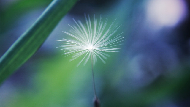Dandelion macro night sky moon free wallpaper - medium preview image