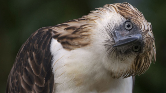 Bird oversized beak long neck free wallpaper - medium preview image