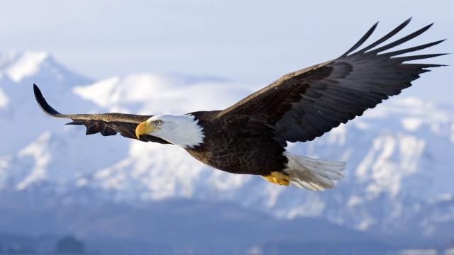 Bald eagle flying mountains snow free wallpaper - medium preview image