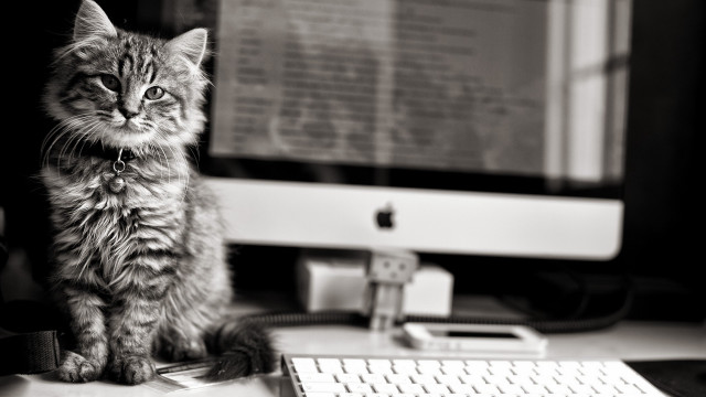 Cat desk computer blurry blackwhite free wallpaper - medium preview image