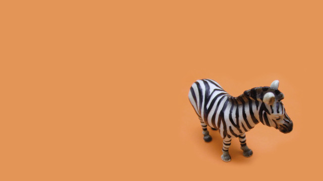 Zebra orange background black white free wallpaper - medium preview image