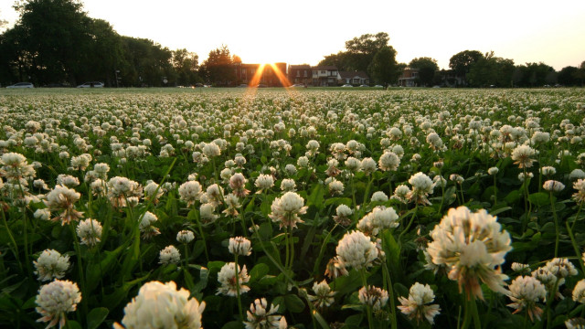 Flower field sunset building trees free wallpaper - medium preview image