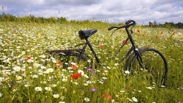 Bicycle flower field sky clouds free wallpaper - medium preview image