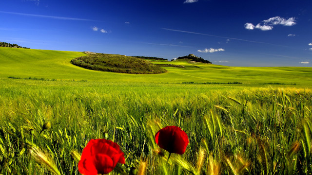 Green field red flowers hill free wallpaper - medium preview image