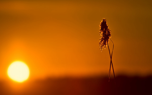 Tall plant sunset moonlight backlight free wallpaper - medium preview image