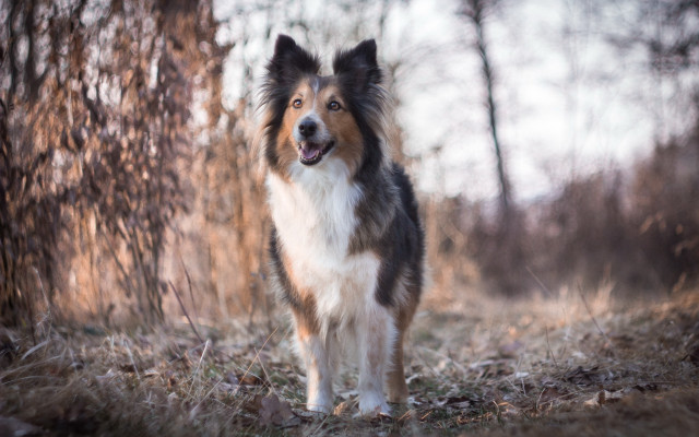 Dog woods smiling longhair tiltshift free wallpaper - medium preview image