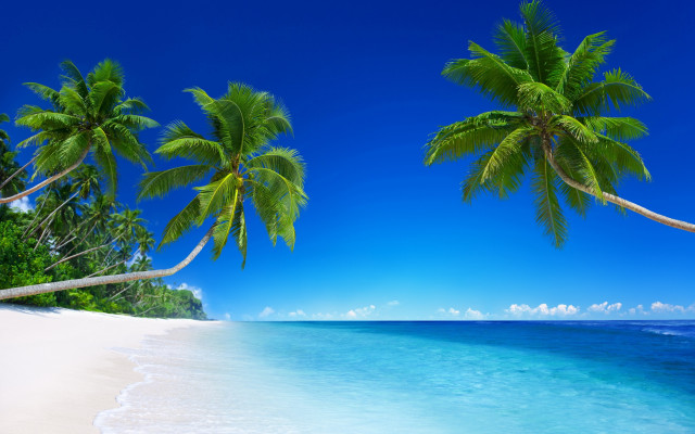 Beach palm trees blue water #3 free wallpaper - medium preview image
