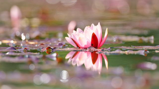 Pink flower lake reflection bokeh free wallpaper - medium preview image
