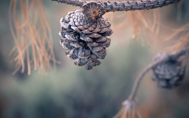 Pinecone branch macro naturalism blur free wallpaper - medium preview image