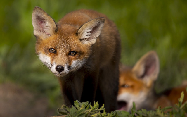 Foxes grass field blurry depth free wallpaper for desktop - medium preview image