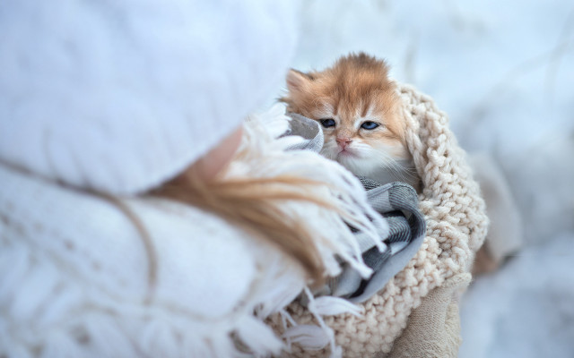 Kitten blanket blue eyes photorealistic free wallpaper - medium preview image
