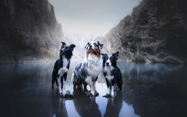 Dogs lake waterfall mountains renaissance free wallpaper - medium preview image