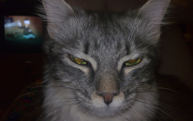 Cat yellow eyes tv person free wallpaper - medium preview image