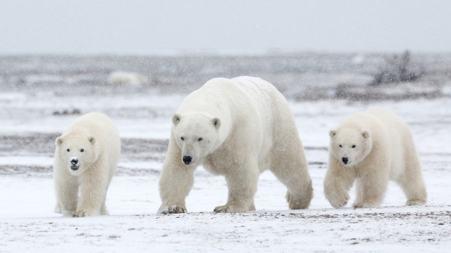 Polar bears snow ecological art #5 free wallpaper - medium preview image