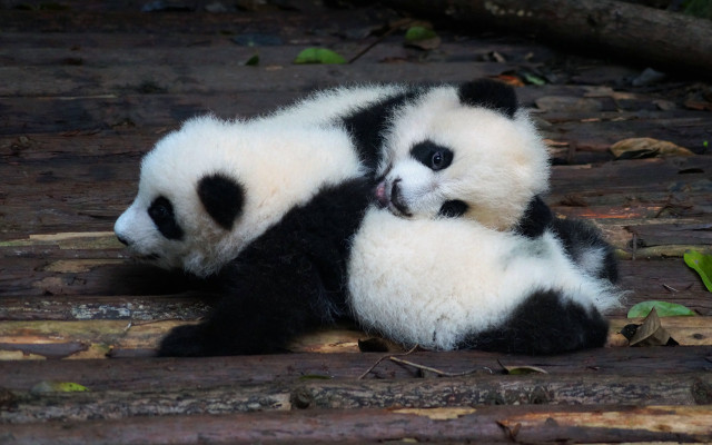 Panda ears rubbing cute outdoors free wallpaper - medium preview image