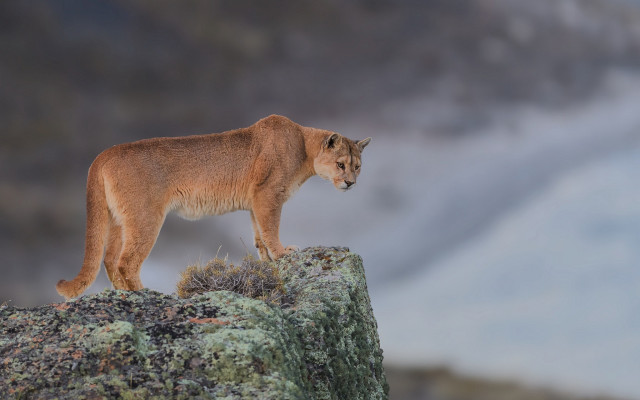 Mountain lion rock wilderness mountains free wallpaper - medium preview image