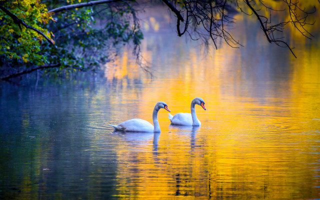 Swans lake trees yellow leaves free wallpaper - medium preview image