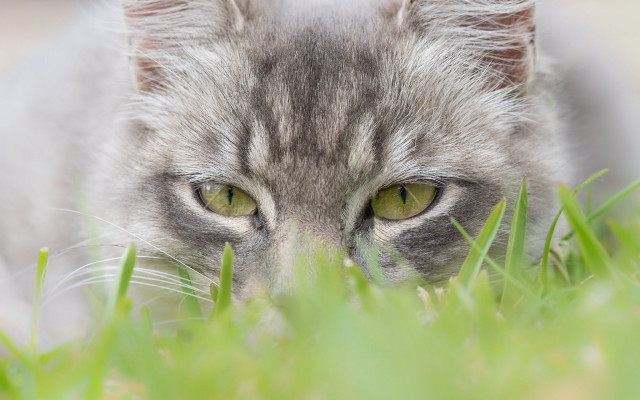 Cat grass sad eyes focus free wallpaper - medium preview image