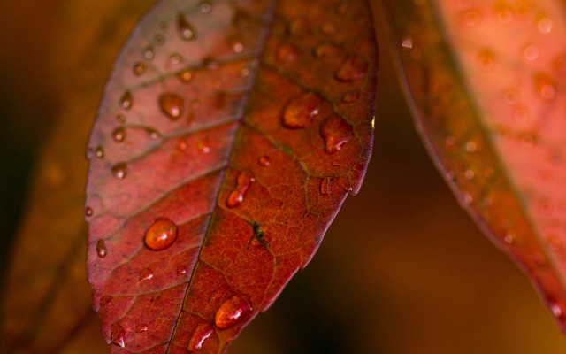 Leaf water drops macro photorealism #2 free wallpaper - medium preview image