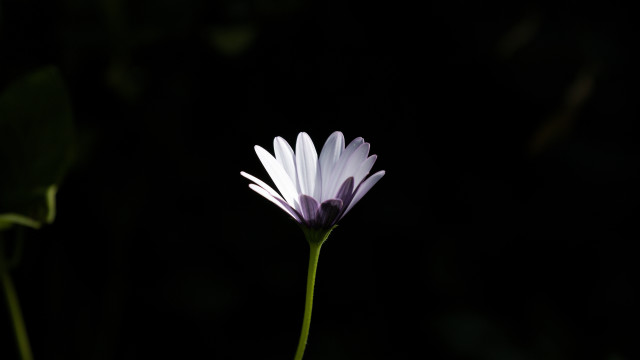 Flower macro backlighting green stem free wallpaper - medium preview image